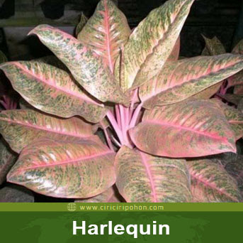 ciri ciri pohon aglonema harlequin