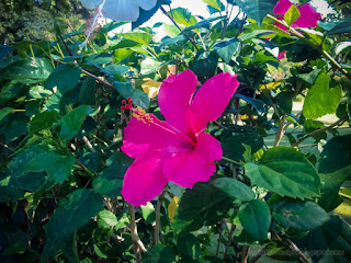 Hibiscus Or Rosemallow Flowering Plants Of The Sweet Garden In The Morning North Bali Indonesia