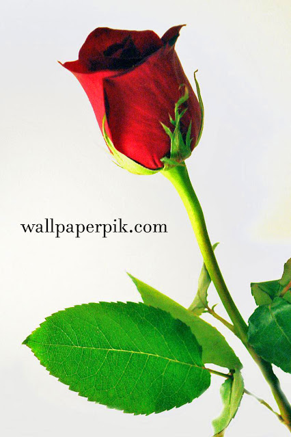 beautiful rose wallpaper