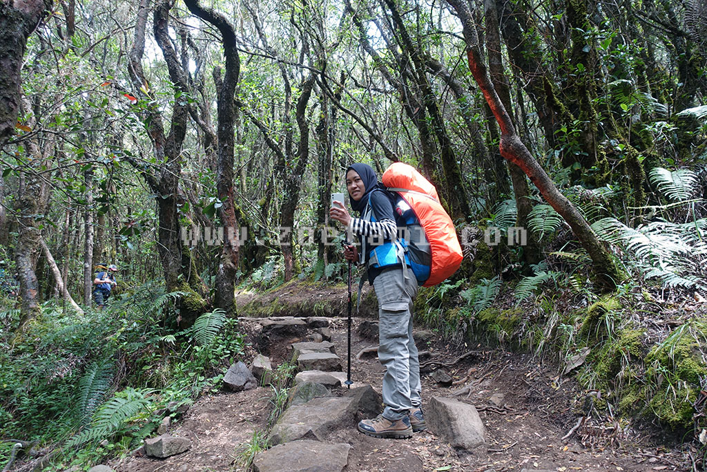 Info Harga Simaksi Gunung Gede Pangrango Info Harga Simaksi Gunung Gede Pangrango
