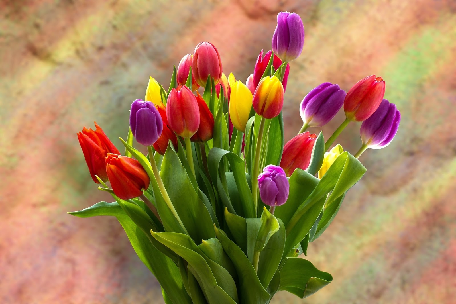 Download 8000+ Wallpaper Bunga Lily Vas HD Paling Baru Download 8000+ Wallpaper Bunga Lily Vas HD Paling Baru