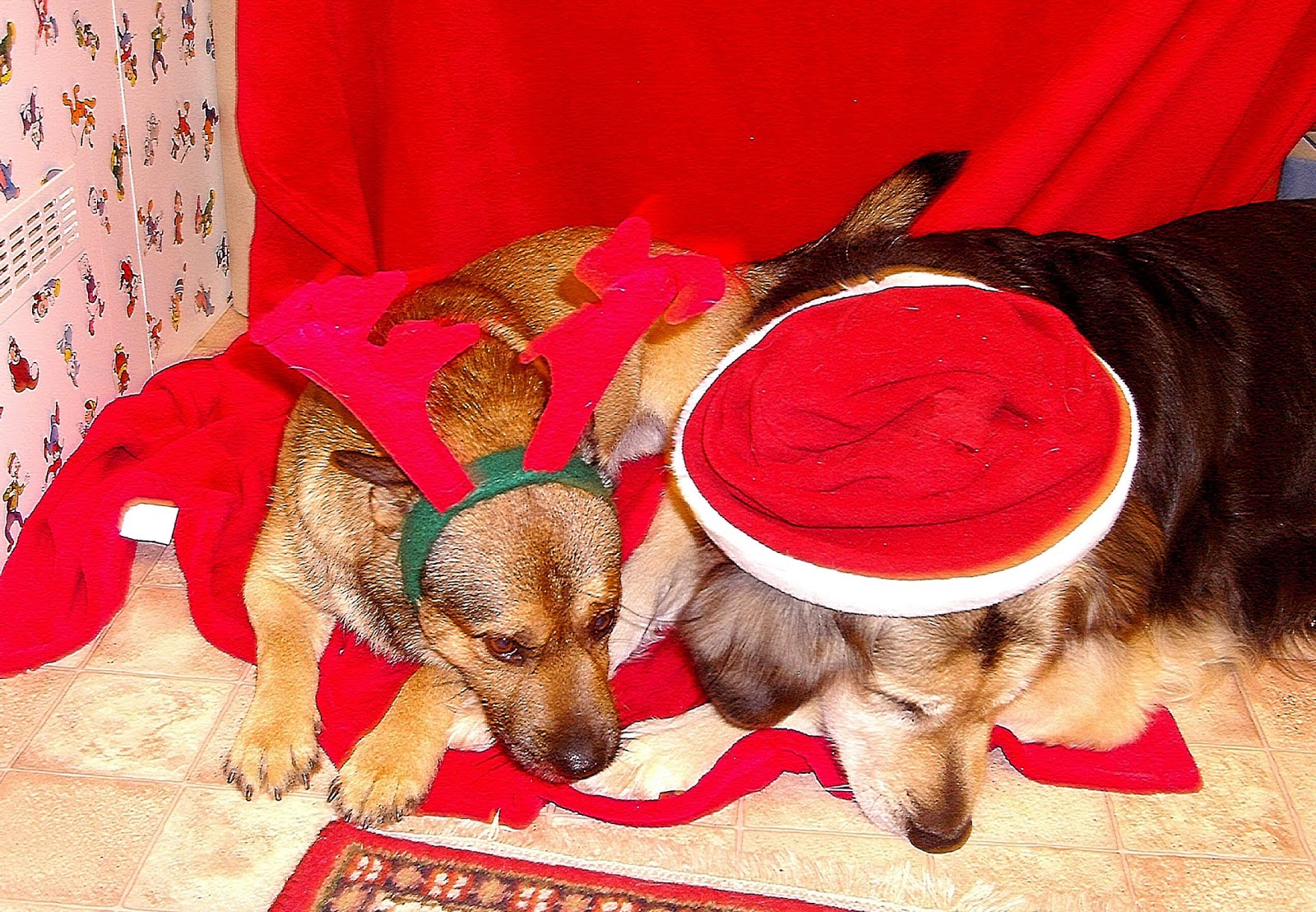 Überraschungspaket Hund ein Hundeblog der zeigt, wie unterschiedlich