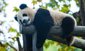 A panda relaxing after having food from its source