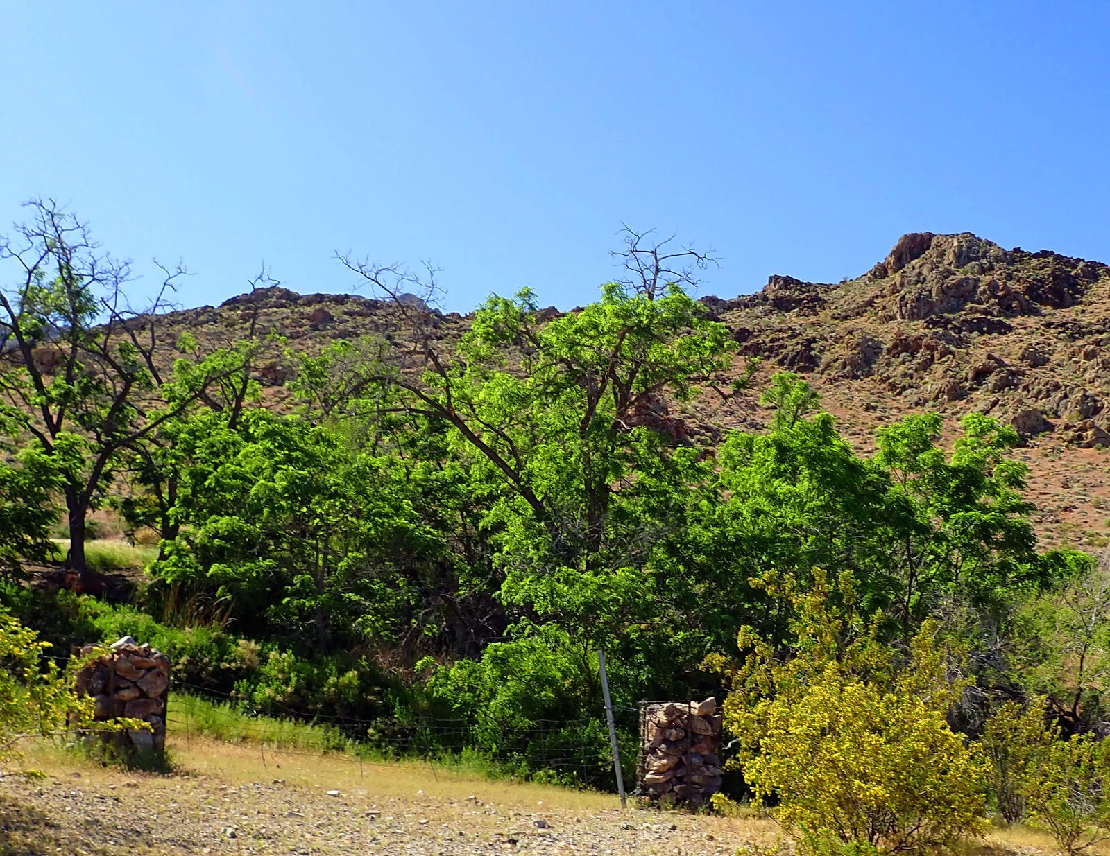 PAMPERED PENGUIN May 1, 2020, Kingston Mountains and Mojave Preserve