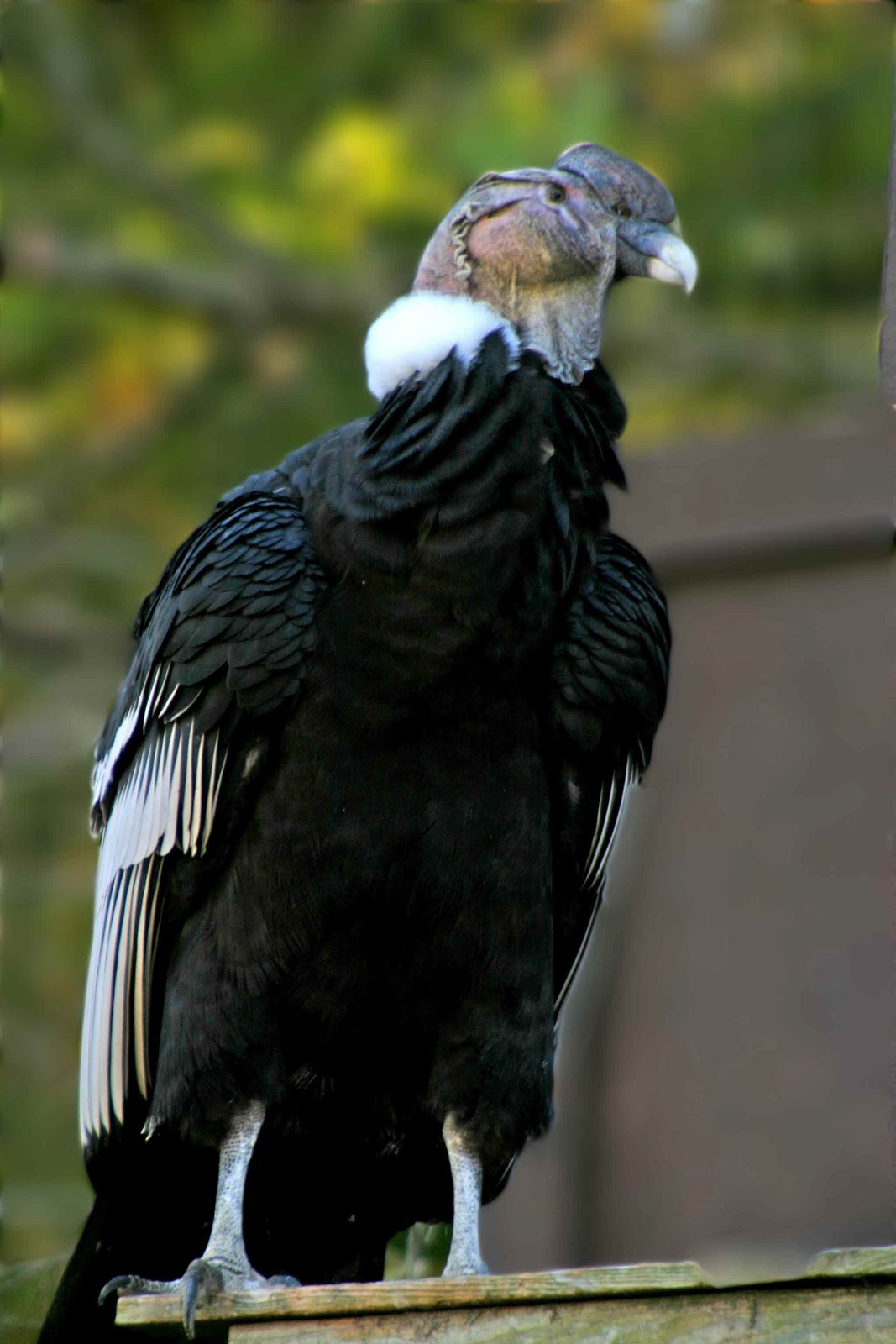 World Bird Sanctuary The Andean Condor