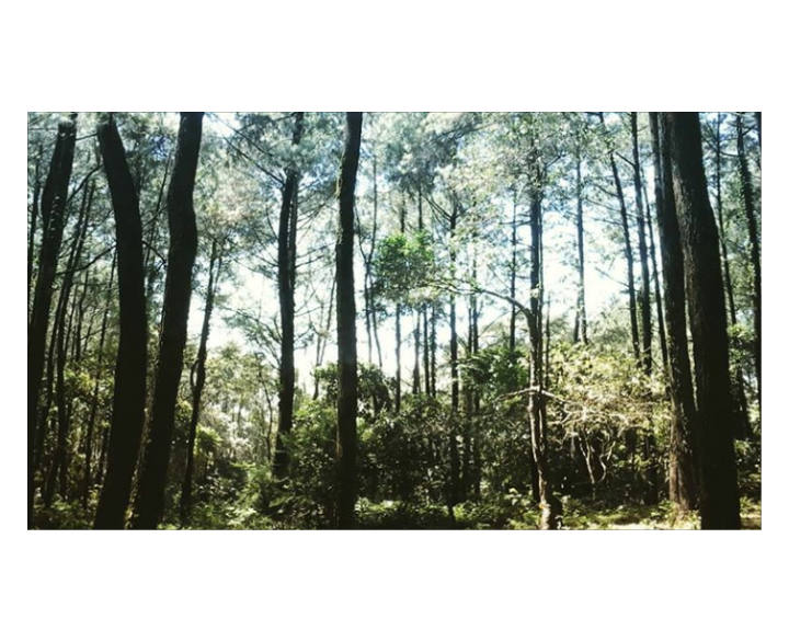 Menjaga Kelestarian Hutan Demi Sumber Pangan Makhluk Hidup