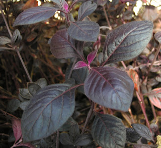 Manfaat dan Khasiat Tanaman Sambang Colok (Aerva Sanguinolenta L Bl) Manfaat dan Khasiat Tanaman Sambang Colok Manfaat dan Khasiat Tanaman Sambang Colok (Aerva Sanguinolenta L Bl)