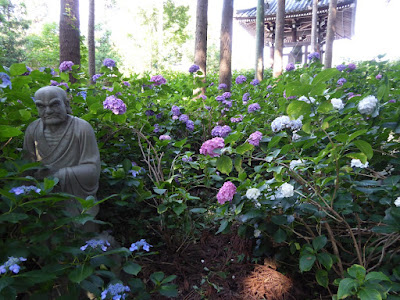 長尾の寺・正俊寺の紫陽花庭園