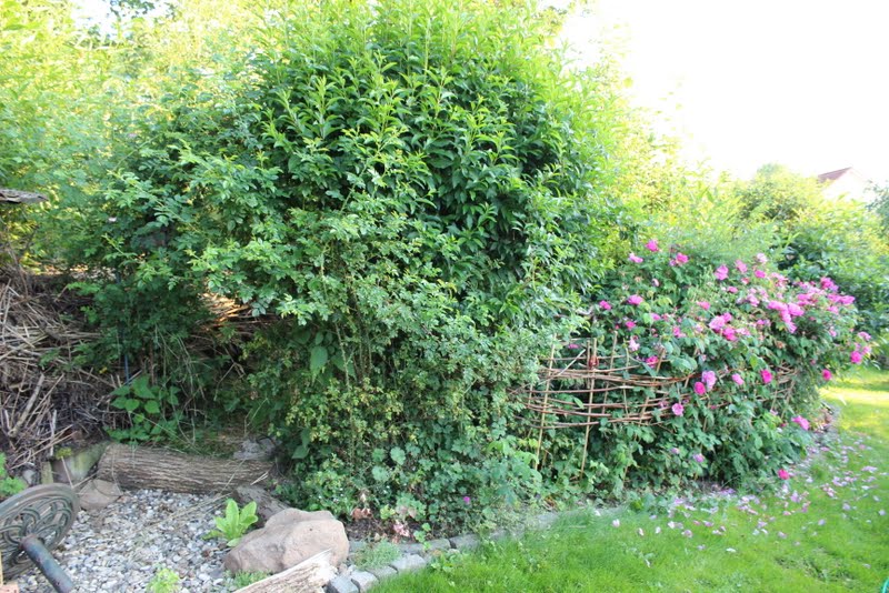 Wildes Gartenglück Totholzhecke/Benjeshecke anlegen