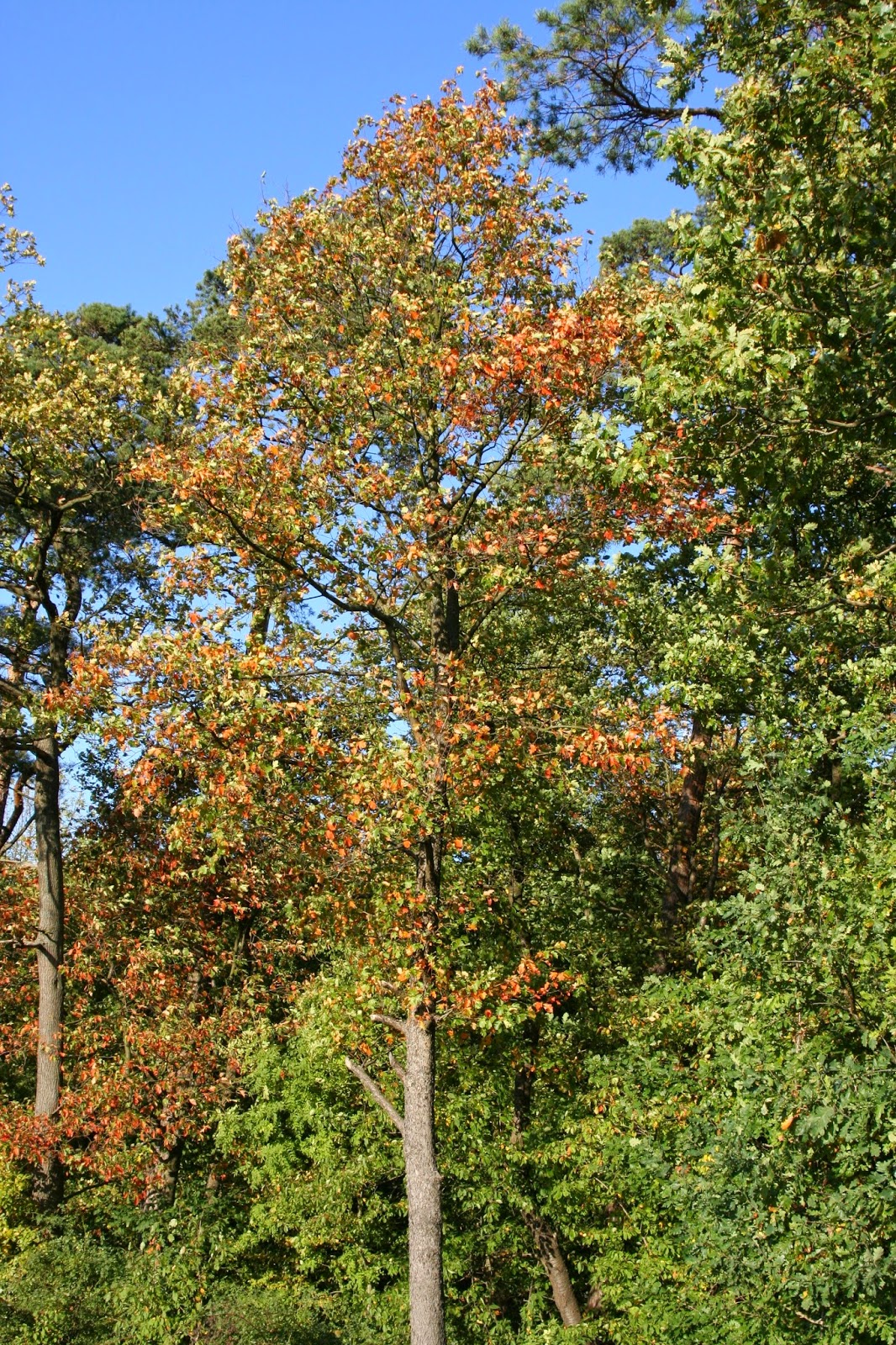 Trees Sorbus Torminalis Wild Service Tree