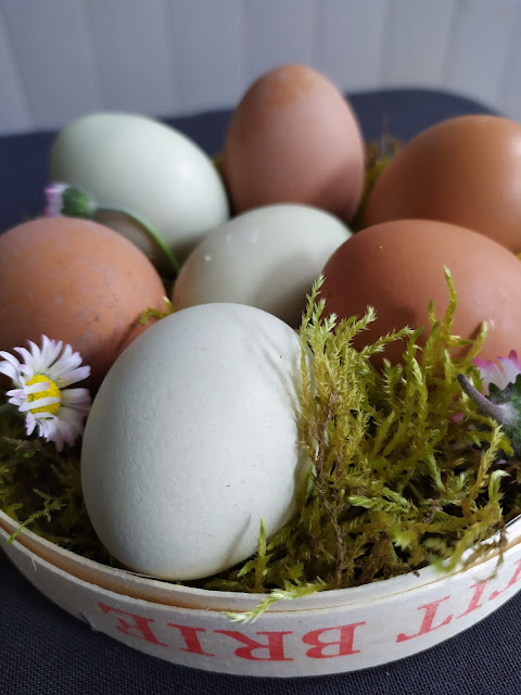 Fresh & beautiful eggs ??