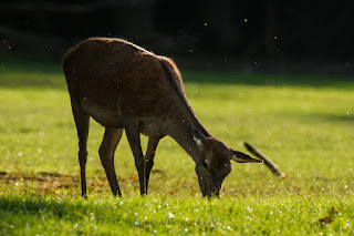 Naturfotografie Tierfotografie Rotwild