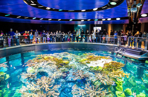 biggest aquarium in us, largest aquarium in the united states, largest aquarium in the us, largest aquarium in us, the largest aquarium in the united states, biggest aquarium in the us, biggest aquarium in the united states, biggest aquarium in united states, what's the biggest aquarium in the united states, largest aquarium in us 2019, where is the biggest aquarium in us