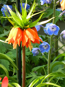 Fritillaria imperialis Crown Imperial  Centennial Park Conservatory 2015  Spring Flower Show by garden muses-not another Toronto gardening blog