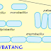 Morfologi dan Struktur Bakteri