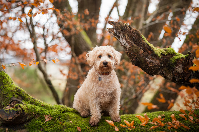 Discounted gift vouchers for dog owners in Aberdeen