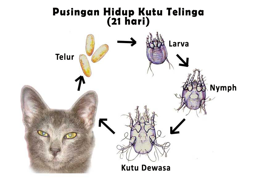 Cara Mengubati Masalah Kutu Pada Kucing  kami sayaNg kuciNg