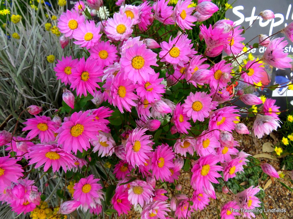 The Travelling Lindfields Wildflowers in Western Australia Kings Park, Perth.