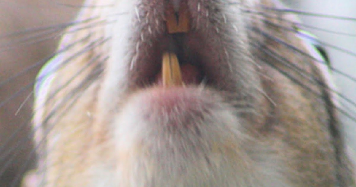 Why Do Squirrels Chew On Automotive Wiring