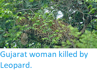 https://sciencythoughts.blogspot.com/2019/05/gujarat-woman-killed-by-leopard.html