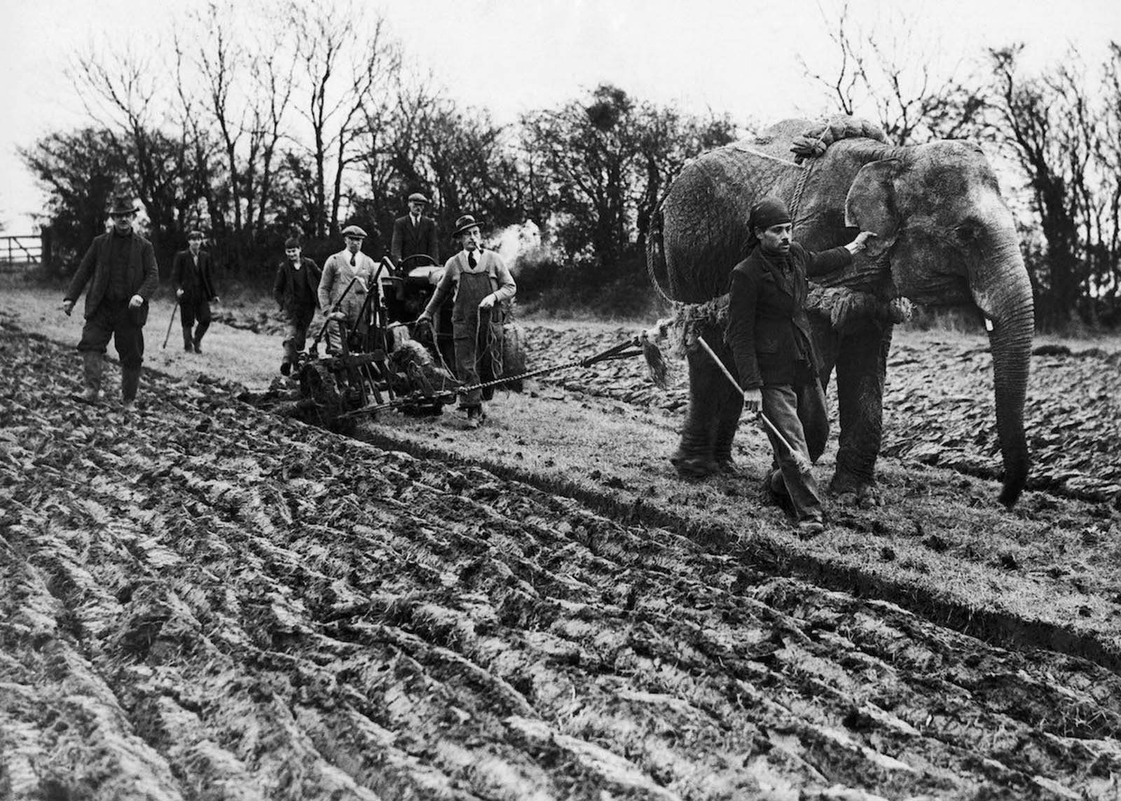 elephants in war