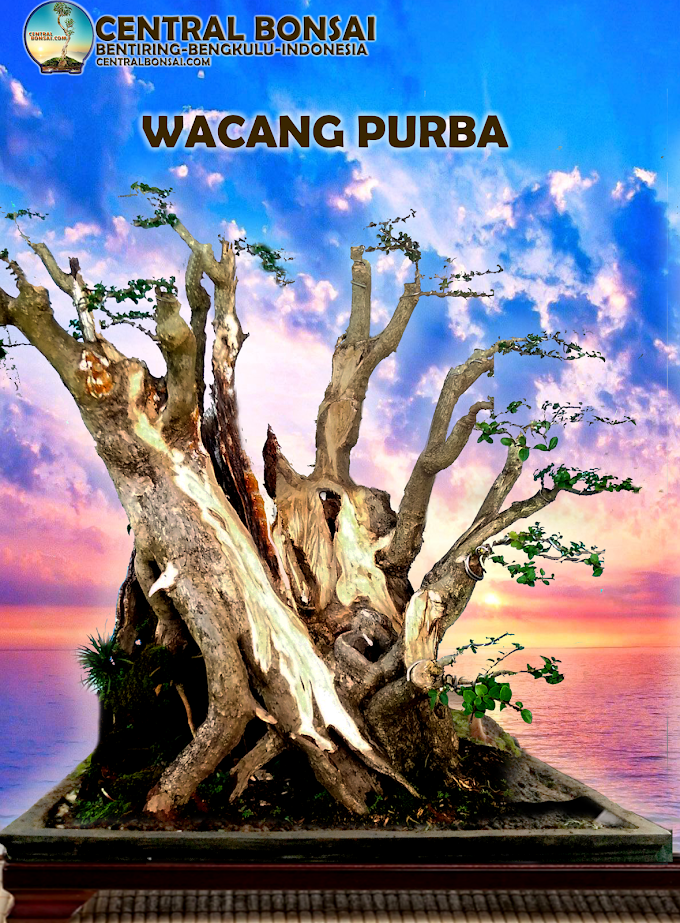 TEKNIK PENGOLAHAN POHON MATI  AGAR BONSAI TERLIHAT TUA