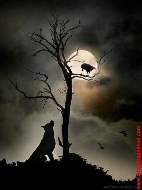 lobo faminto lua chia noite sombria escuridão observando passaro corvo