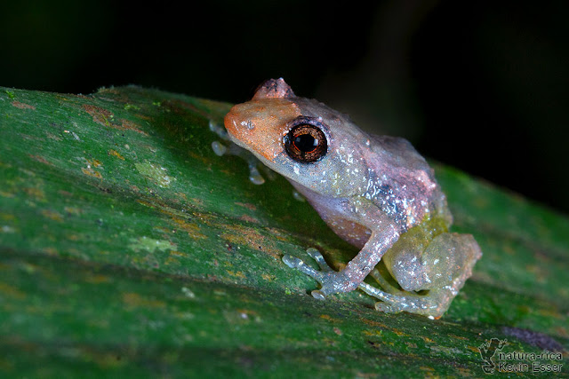 Diasporus diastema - Common Dink Frog