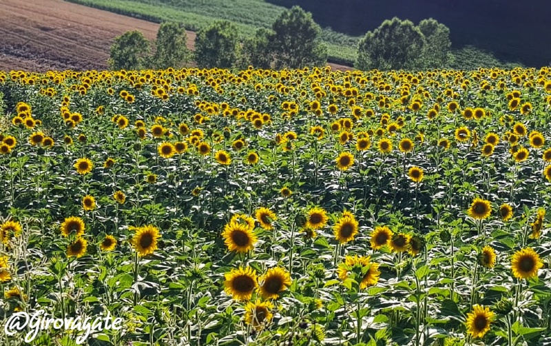 campo girasoli mugello