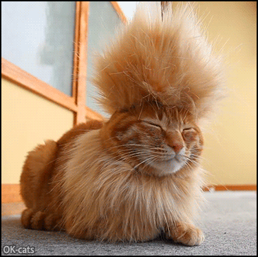 Funny Cat GIF • 'Tyatora' the Mohawk cat, a cool and funny punk rocker chilling﻿ because Caturday