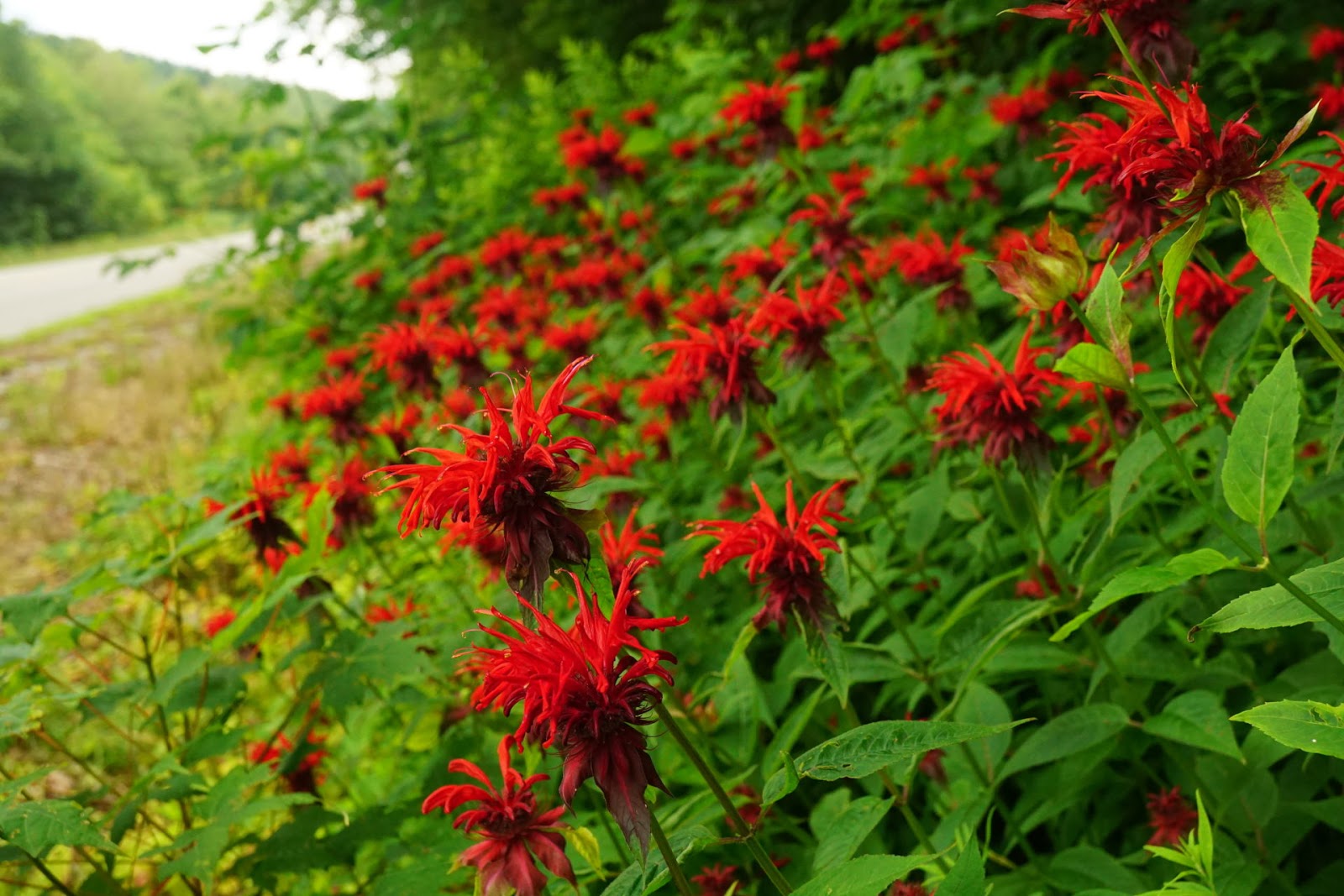 Discover West Virginia Wildflowers on the Highland Scenic Highway