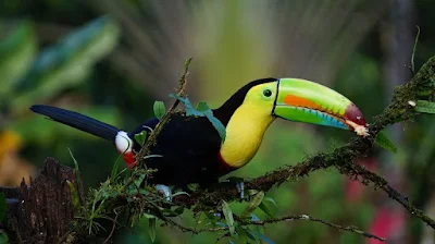 الطوقان الكبريتي  Keel-billed Toucan