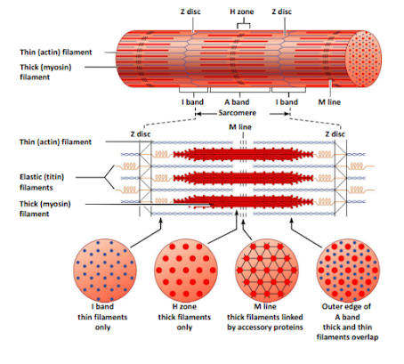 Microscopic anatomy of a skeletal muscle fiber