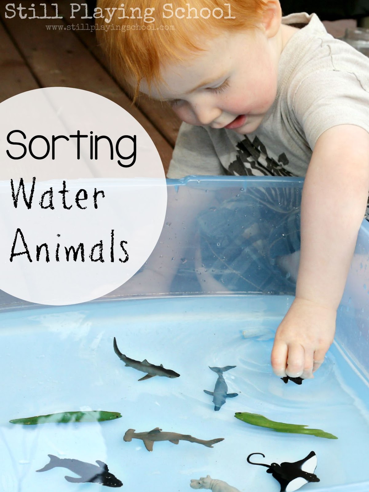 images of water animals for kids