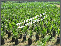 Pembibitan Kelapa Sawit Menggunakan Polybag