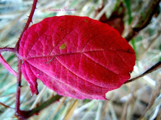 Foglia di rovo rossa