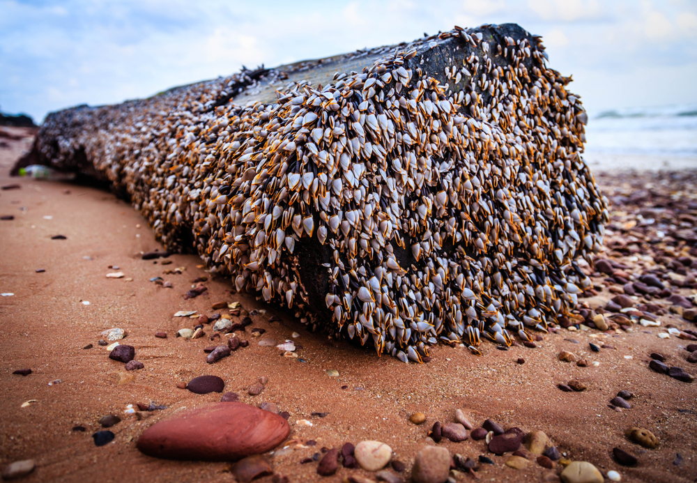 goose barnacles