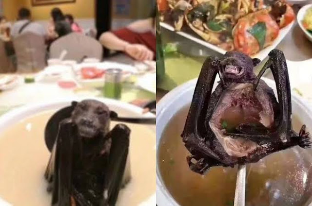 Fix Wabah Coronavirus Akibat Konsumsi Hewan Liar Yang Dijual Di