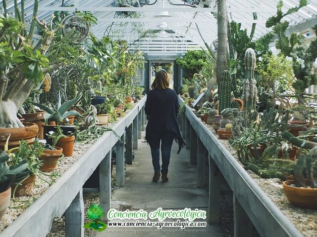 vivero con cactus cuidados de los cactus en el vivero