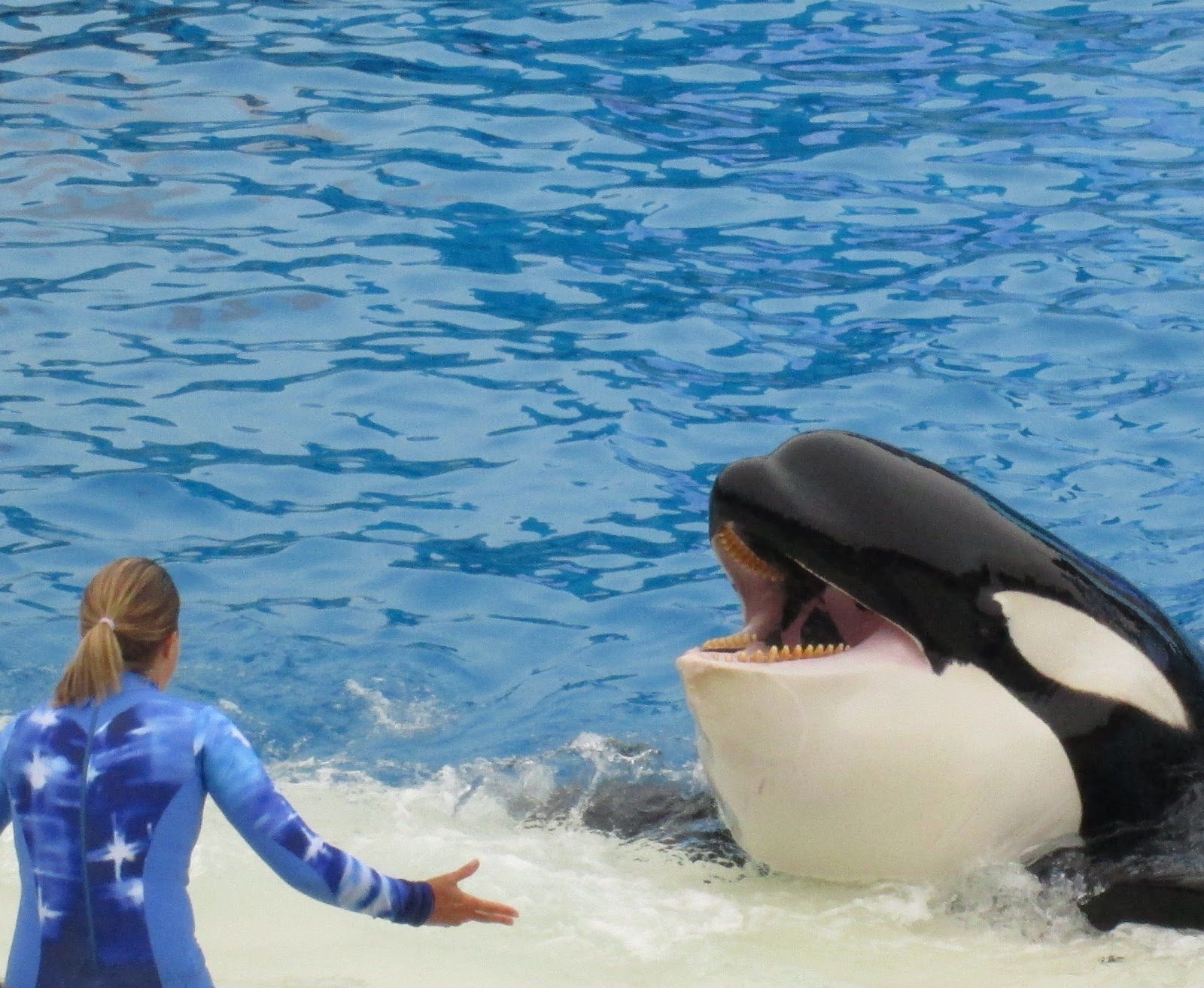 The Unlikely Competitor: San Diego - Sea World