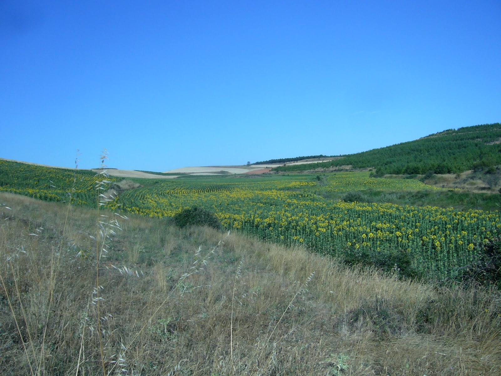 El Lance : LA PERDIZ BUSCA PROTECCION