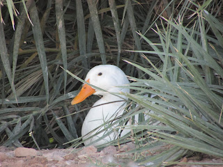 White Duck on Nest