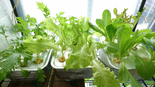 水耕栽培レタス収穫 窓際菜園 リビングで野菜を水耕栽培