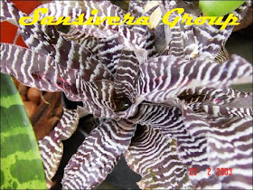 ANEKA BROMELIA BROMELIA-BELANG-ZEBRA