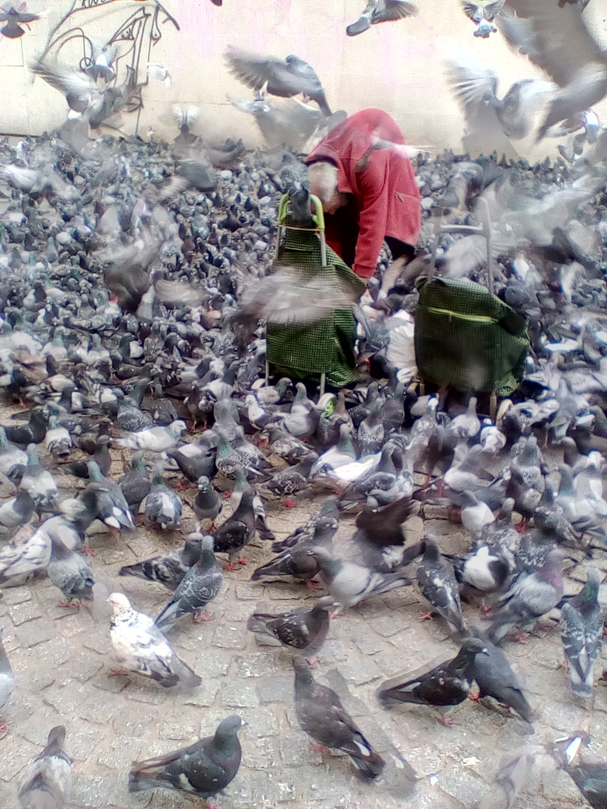 Old man during the time he feeding birds in Paris