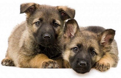 I Have Heard A Lot About BARF, But I Am Afraid - Dimitris (Email Query From Dog Owners)