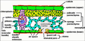 gambar jaringan mesofil dan tangkai daun