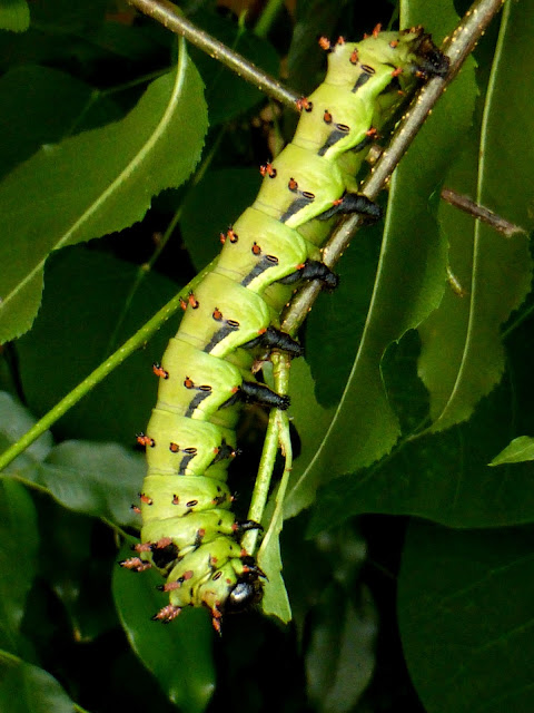 Citheronia laocoon caterpillar Citheronia laocoon caterpillar