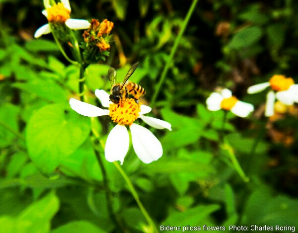 Birding Bird Small White Rose And Red Rose As Well As Other Flowers