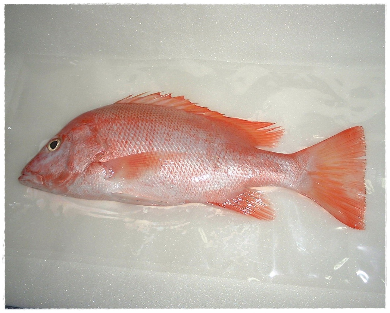 Gambar Koleksi Gambar Foto Ikan Kakap Merah Terbaru 